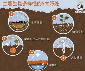 土壤檢測儀器工作原理：揭開土壤質量的神秘面紗